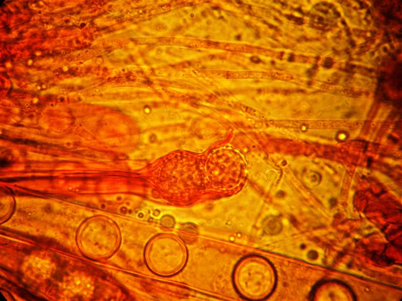 Altra Scutellinia da determinare